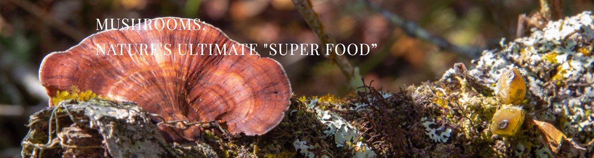 mushrooms natures ultimate super food